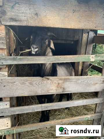 Нубийский козел, козочки, коза Бердск - изображение 1