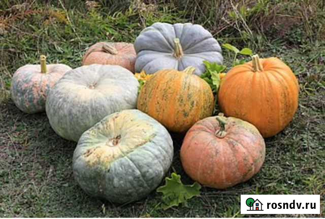 Тыква Горелое - изображение 1