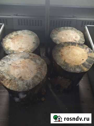 Пень Златоуст - изображение 1