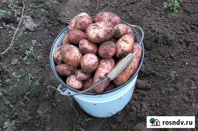 Картофель на еду Североуральск - изображение 1