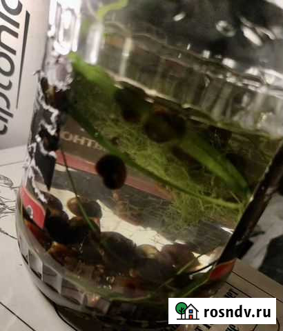 Улитки аквариумные Санкт-Петербург - изображение 1