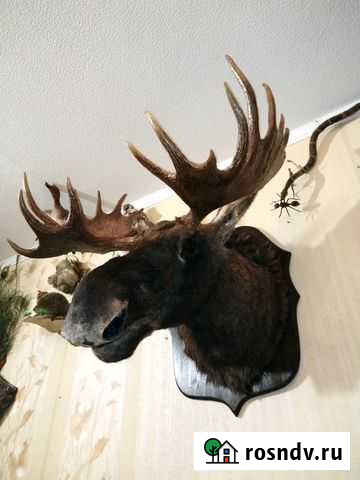 Изготовлю чучела зверей(таксидермия) Казань - изображение 1