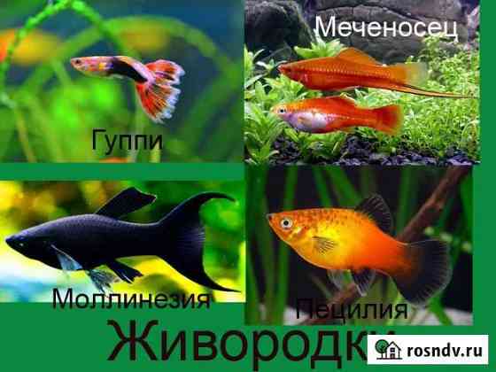 Рыбки для вас Махачкала