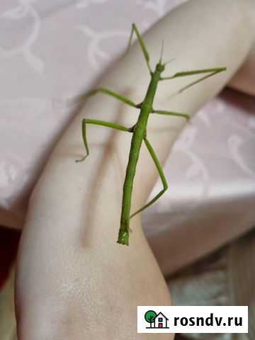 Палочник Барнаул - изображение 1