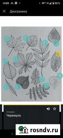 Карточки для заучивания Quizlet Мурино - изображение 1