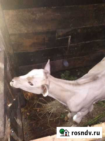 Телочка Хурба - изображение 1