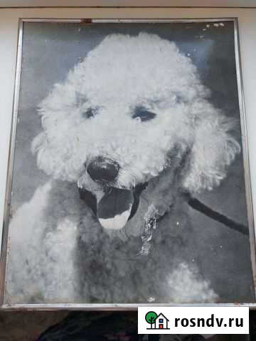 Фото белого пуделя в рамке СССР Барнаул - изображение 1