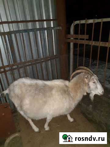 Котные козы,овцы,ягнята Сандата - изображение 1