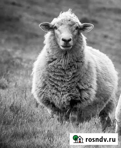 Бараны Алагир - изображение 1