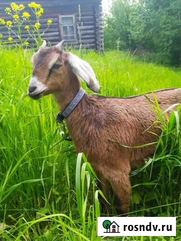 Продаётся козочка от нубийской козы Пенза - изображение 1