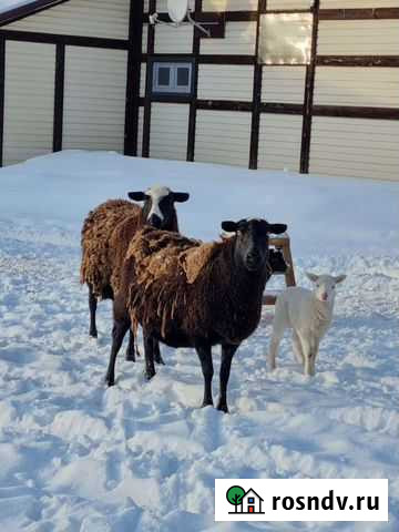 Овцы молодые Егорьевск - изображение 1