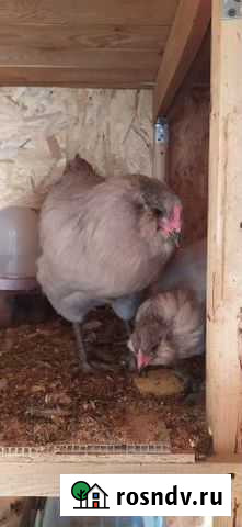 Молодые петухи амераукана лаванда 500 Екатеринбург - изображение 1