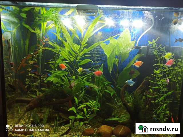 Растения для аквариума Южноуральск - изображение 1