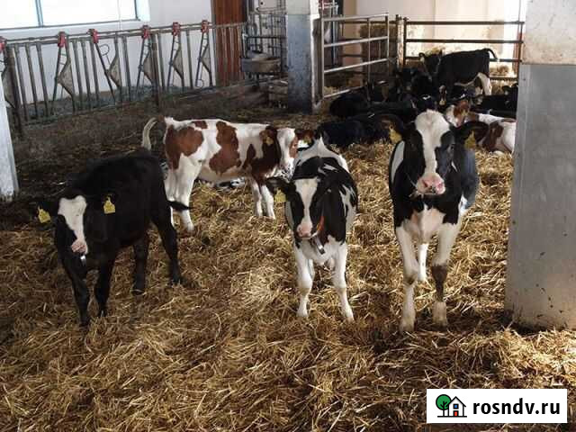 Телята Бычки Ипатово - изображение 1