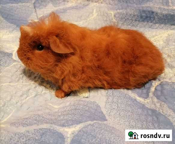 Малыши морской свинки Москва - изображение 1