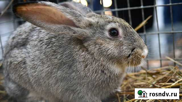 Продам кроликов Благовещенск - изображение 1