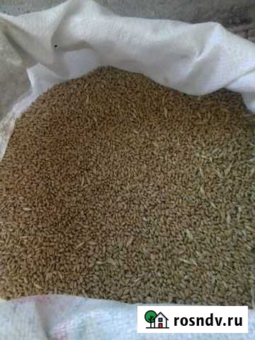Отруби, пшеница,гранулы, дробленка,зерноотходы,пти Соль-Илецк - изображение 1