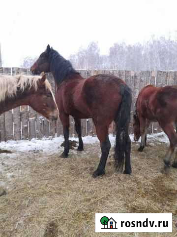 Лошади Топки - изображение 1