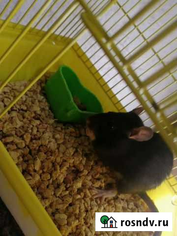 Крысенок Дамбо с клеткой Усолье-Сибирское - изображение 1