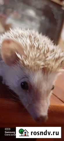 Африканский ежик Уфа - изображение 1