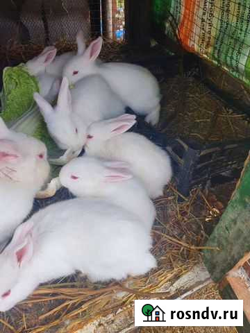 Кролики Кропоткин - изображение 1