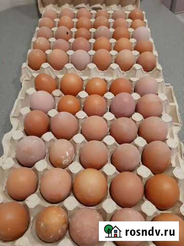 Продам яйцо пищевое Новокузнецк - изображение 1