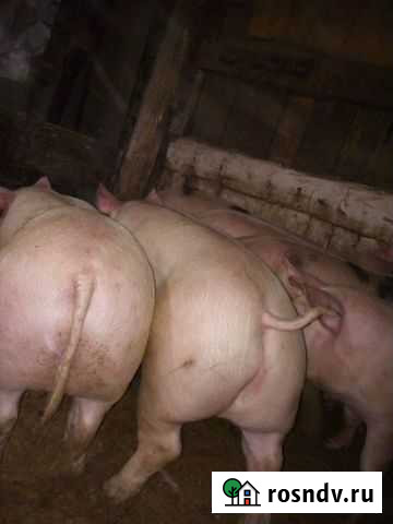 Свиней на мясо Прокопьевск - изображение 1