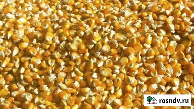 Кукуруза 21 го года Гусев - изображение 1