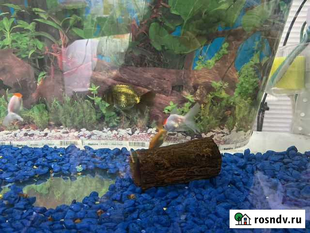 Рыба аквариумная Чита - изображение 1