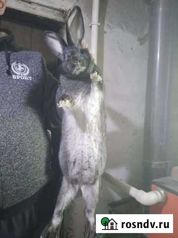 Кролики Славгород - изображение 1