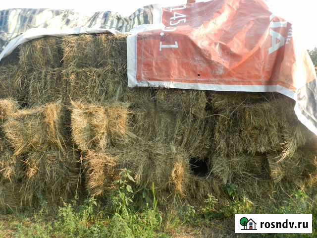 Сено Тбилисская - изображение 1