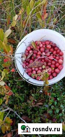 Клюква Кострома - изображение 1