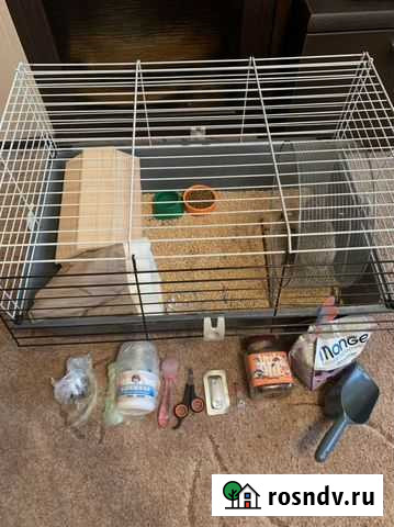 Африканский ежик с клеткой Москва - изображение 1