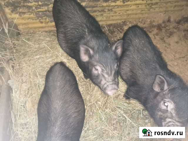 Вьетнамские поросята Бирюсинск - изображение 1