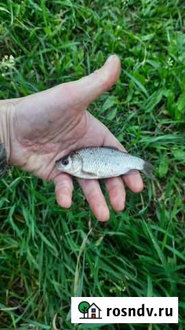 Живцы для рыбалки и не только Каменногорск - изображение 1