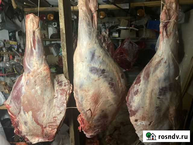 Конина Уфа - изображение 1