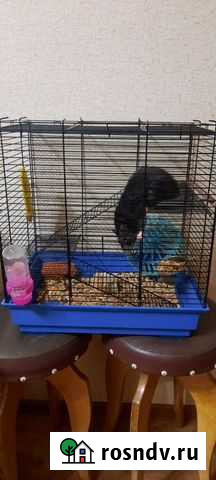 Крыса Дамбо с клеткой Кемерово - изображение 1