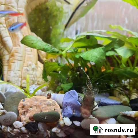 Рыбки аквариумные анциструсы Севастополь - изображение 1