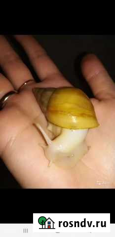 Улитка Albino Абинск - изображение 1