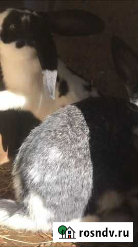 Кролики, куриные яйца Гвардейское - изображение 1