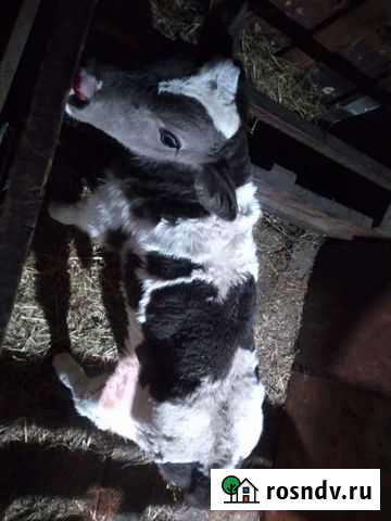 Бык Иркутск - изображение 1