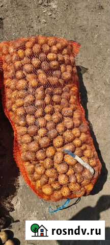 Картофель семеной на посадку Красноярск - изображение 1