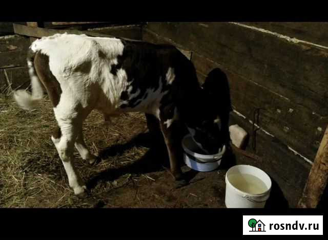 Телки бычки Ухолово - изображение 1