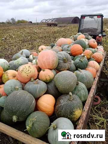 Тыква Барнаул - изображение 1