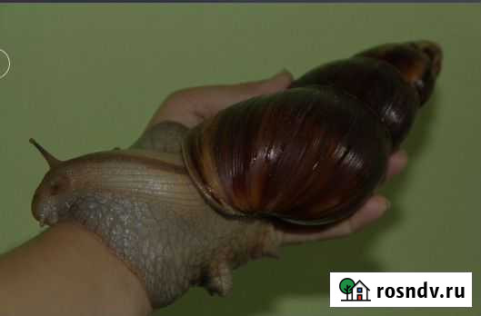 Продаю улиток Ахатина Фулика Саратов - изображение 1