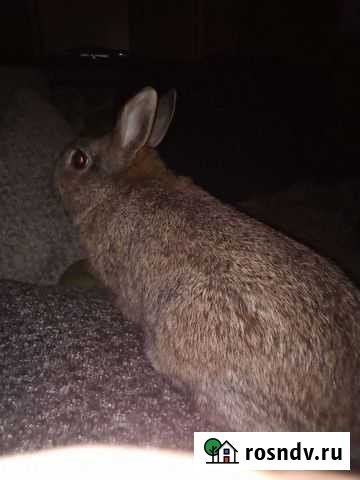 Декоративные кролики Муром - изображение 1