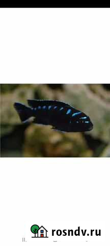 Нео спот Красноярск - изображение 1