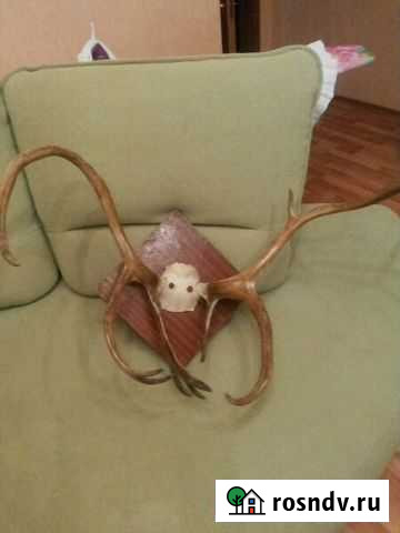 Рога оленя Рязань - изображение 1