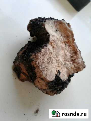 Чага Новосибирск - изображение 1