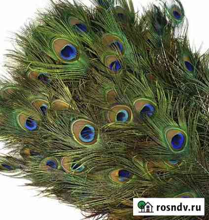 Перья павлина Краснодар